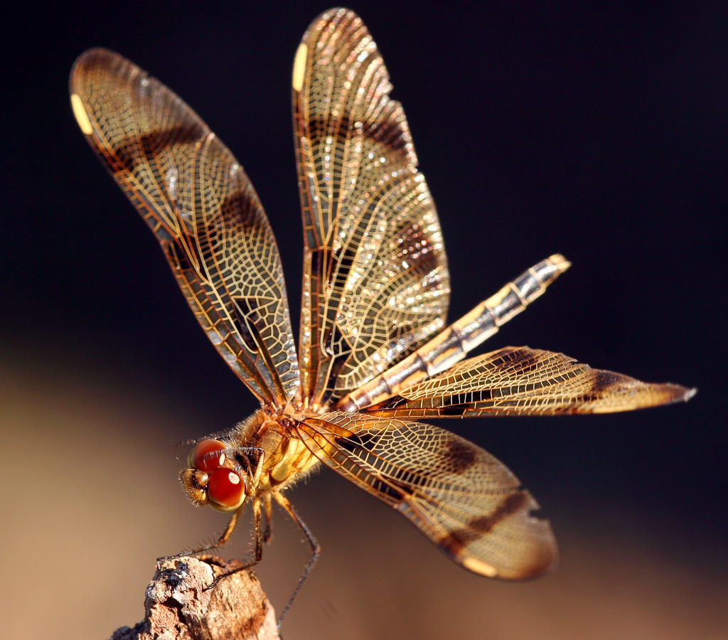 Dragonfly 96